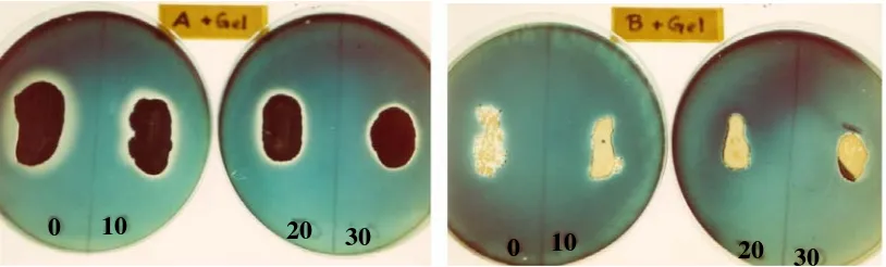 Gambar 1. Milk agar untuk deteksi protease B. anthracis. Media 1 dan media 2 menunjukkan perbedaan warna karena komposisi media yang berbeda