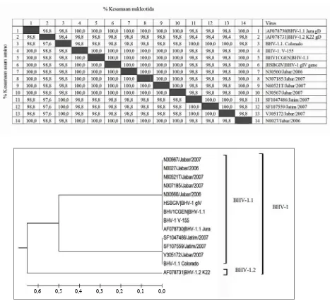 Tabel 2. Homologi sekuen nukleotida dan asam amino (%) diantara BHV-1 yang dibandingkan 