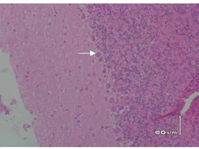 Gambar 7. Perubahan histopatologis jaringan otak tikus putih yang diintoksikasi dengan klorpirifos metil (1= vakuolisasi; 2=nekrosis neuron; 400x, HE) 