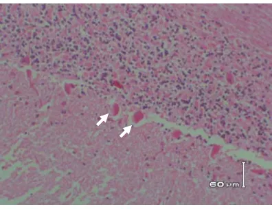 Gambar 2.  Perubahan histopatologis jaringan otak sapi perah (1= vakuolisasi; nekrosis neuron; 400x, HE) 