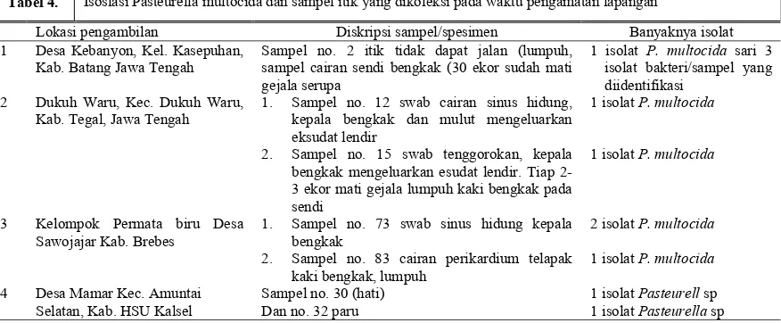 Tabel 4.  Isoslasi Pasteurella multocida dan sampel itik yang dikoleksi pada waktu pengamatan lapangan 