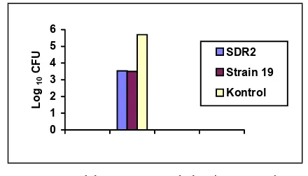 Gambar 3. Jumlah Log10 CFU bakteri B. suis tipe 1 (strain 47426) dalam limpa mencit yang diinokulasi dengan Strain SDR2, strain 19, dan PBS (Kontrol) 