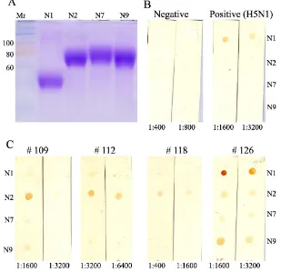 Figure 4. Haemagglutinin types recognised by serum from duck #109 in indirect ELISA. Confirmation the result of dot blot  (Figure 3)