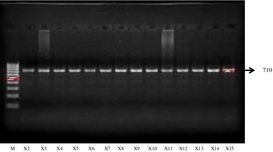 Figure 5. PCR amplification product of COI Gene (710 bp); M = DNA ladder 100 bp, X2, X3..Xn = samples codes 