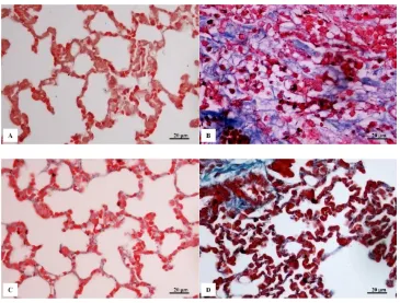Figure 1. Photomicrography of lung tissues by HE staining of each treatment group: Control (A); BLM (B); CMN (C); and BLM+CMN (D) 