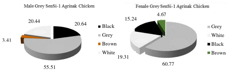 Figure 1. Color distribution of feather of male and female Grey SenSi-1 Agrinak chicken (%)