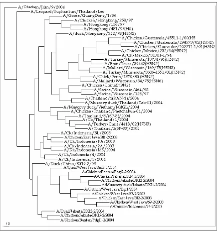 Gambar 1. Hubungan filogenetik di antara virus avian influenza isolat Indonesia. Hubungan ini berdasarkan pada sekuen nukleotida fragmen gen hemaglutinin (HA)