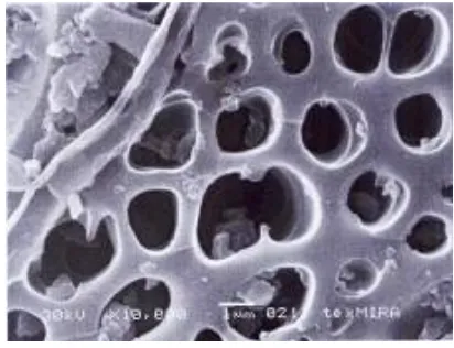 Gambar 1. Struktur mikro (keporian) biochar   asal cangkang kelapa sawit 