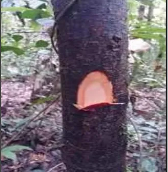 Gambar 6. Pepagan/kulit batang pohon Gonystylus velutinus. 