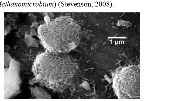 Gambar 2.3. Bakteri Metanogen