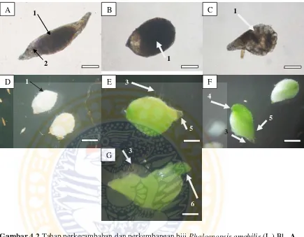 Gambar 4.2  Tahap perkecambahan dan perkembangan biji Phalaenopsis amabilis (L.) Bl.  A