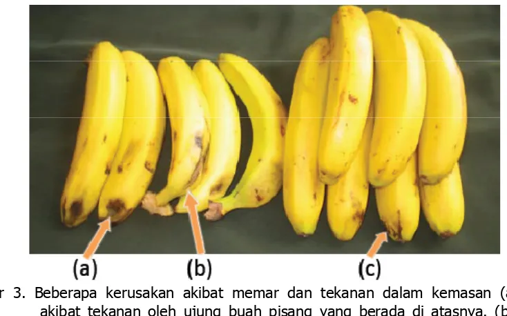 Gambar 3. Beberapa kerusakan akibat memar dan tekanan dalam kemasan (a) memar  akibat tekanan oleh ujung buah pisang yang berada di atasnya