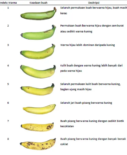 Tabel 4. Deskripsi kematangan buah pisang berdasar indeks warna kulit 
