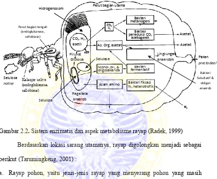 Gambar 2.2. Sistem enzimatis dan aspek metabolisme rayap (Radek, 1999) 