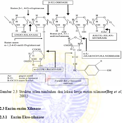 Gambar 2.3 Struktur xilan tumbuhan dan lokasi kerja enzim xilanase(Beg et al, 