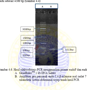 Gambar 4.6. Hasil elektroforesis PCR menggunakan primer endoF dan endoR TM