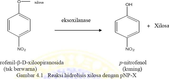 Gambar 4.1   Reaksi hidrolisis xilosa dengan pNP-X 