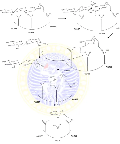 Gambar 4.4 Mekanisme reaksi hidrolisis anzim eksoxilanase terhadap substrat 