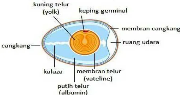 Gambar 2.1: Bagian-bagian Telur 