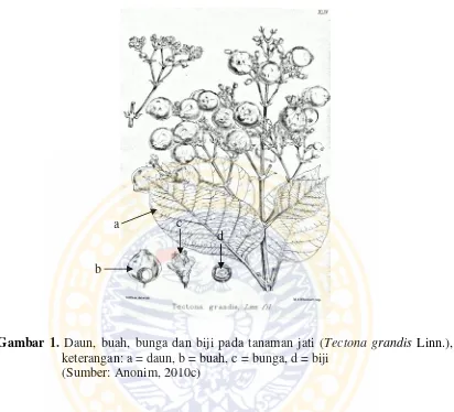 Gambar 1. Daun, buah, bunga dan biji pada tanaman jati (Tectona grandis Linn.), 