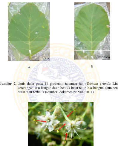 Gambar 2. Jenis daun pada 11 provenan tanaman jati (Tectona grandis Linn.), 