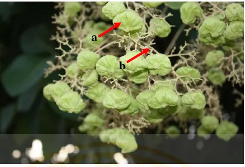 Gambar 4. Buah pada tanaman jati (Tectona grandis Linn.), keterangan: a = kulit 