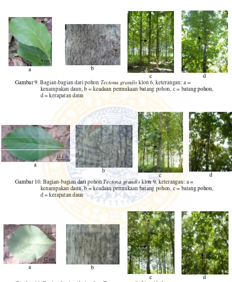 Gambar 11. Bagian-bagian dari pohon Tectona grandis klon 10, keterangan: a = kenampakan daun, b = keadaan permukaan batang pohon, c = batang pohon, d = kerapatan daun