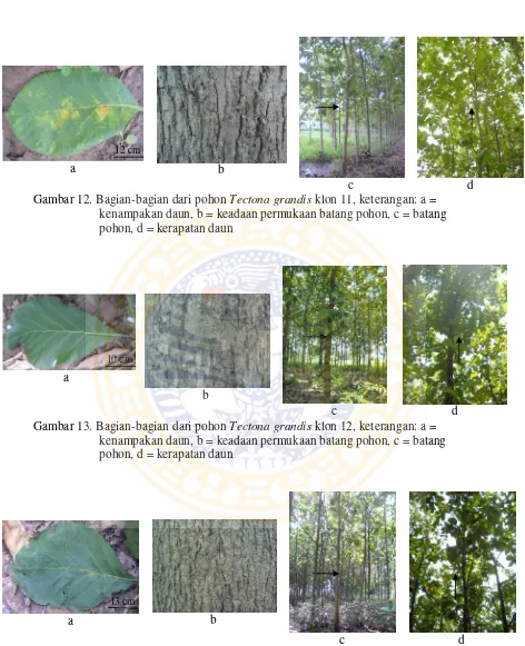 Gambar 12. Bagian-bagian dari pohon Tectona grandis klon 11, keterangan: a = 