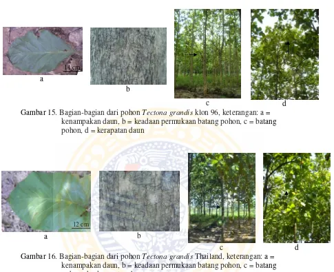 Gambar 16. Bagian-bagian dari pohon Tectona grandis Thailand, keterangan: a = 