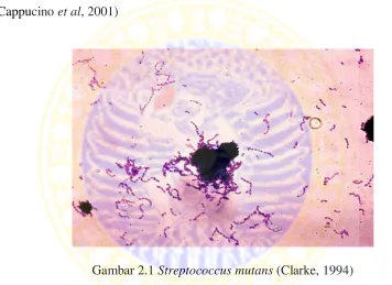 Gambar 2.1 Streptococcus mutans (Clarke, 1994) 