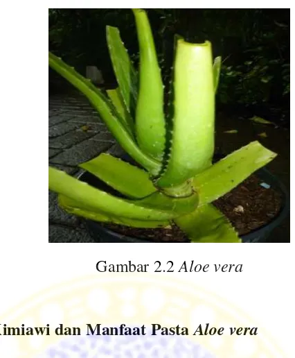 Gambar 2.2 Aloe vera 