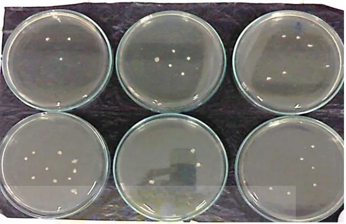 Gambar 5.3  Media TYC berisi koloni Streptococcus mutans  yang dikembang 