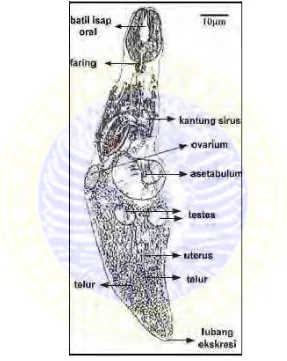 Gambar 2.4. Morfologi cacing Pseudosteringophorus. Sumber : Yamaguti  (1958) dikutip oleh Emelina (2008)