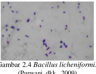 Gambar 2.4  Bacillus licheniformis 