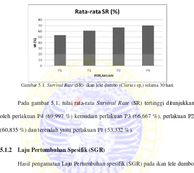 Gambar 5.1.  Survival Rate (SR)  ikan lele dumbo (Clarias sp.) selama 30 hari 