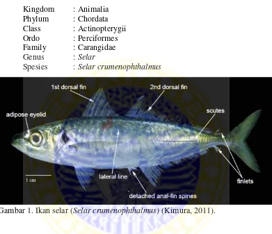 Gambar 1. Ikan selar (Selar crumenophthalmus) (Kimura, 2011). 