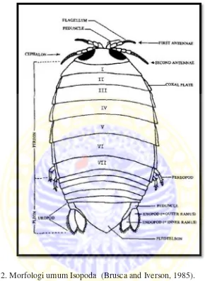 Gambar 2. Morfologi umum Isopoda  (Brusca and Iverson, 1985). 