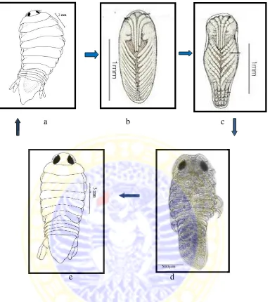 Gambar 3. Daur Hidup Isopoda (Bruce, 1990; Thatcer et al., 2003; Carefoot, 