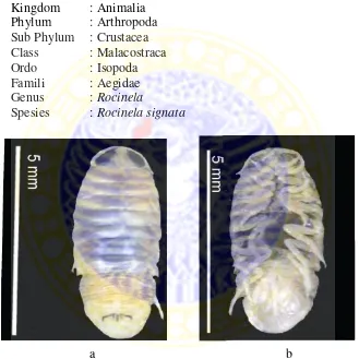 Gambar 5. Rocinela  signata (de Lima et al., 2005). Keterangan : a. Rocinela signata bagian dorsal            b