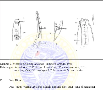 Gambar 2  Morfologi Cacing Anisakis (Sumber : Grabda, 1991) 