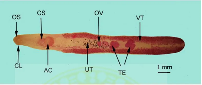 Gambar 6. Morfologi cacing Echinostoma revolutum(Sumber : Ulkhaq, 2012) Keterangan: AC: acetabulum (ventral sucker), OS: oral sucker, CL: collar, OV: ovarium,CS:  cirrus sac, TE: testis, UT: uterus, VT: vitellaria  