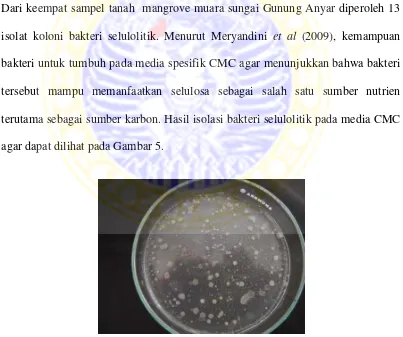 Gambar 5. Hasil isolasi bakteri selulolitik pada media CMC agar 
