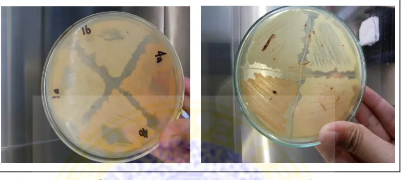 Gambar 6. Hasil Isolasi Bakteri selulolitik pada media TSA 