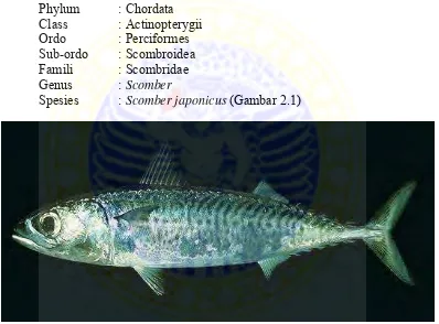 Gambar 2.1. Ikan Scomber japonicus (Randall, 1996)  