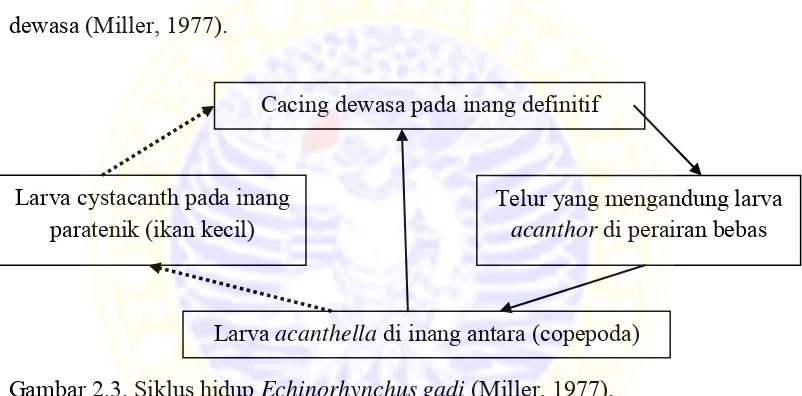 Gambar 2.3. Siklus hidup Echinorhynchus gadi (Miller, 1977). 