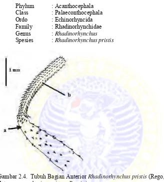Gambar 2.4.  Tubuh Bagian Anterior  Rhadinorhynchus pristis (Rego, 1987). 