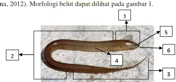 Gambar 1. Morfologi Belut Sawah ( M. albus). Keterangan: 1.Chepal, 2.Truncus, 3.Caudal, 4.Linea lateralis, 5.Organo visus, 6.Cavum oris 