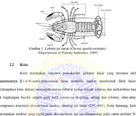 Gambar 1. Lobster air tawar (Cherax quadricarinatus) 