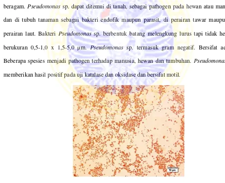 Gambar 6. Bacillus sp. 