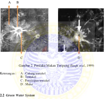 Gambar 2. Perilaku Makan Teripang (Singh et al., 1999) 